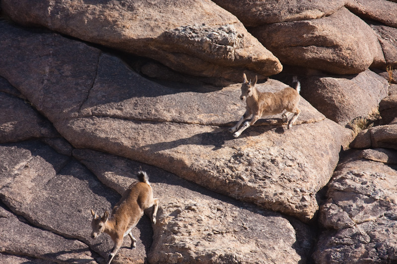 Siberian Ibex